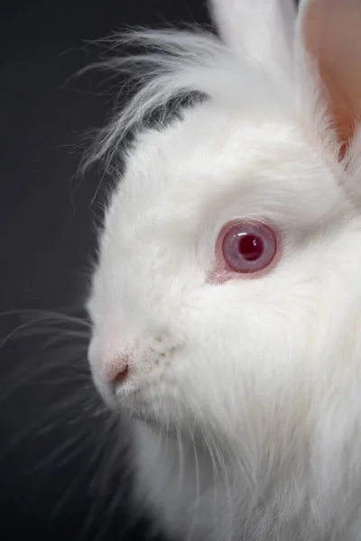 Eine Vertikale Nahaufnahme Des Gesichts Eines Niedlichen Weißen Kaninchens Mit — Stockfoto