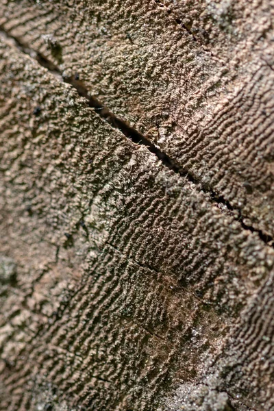 Une Texture Verticale Mur Avec Une Surface Rugueuse — Photo