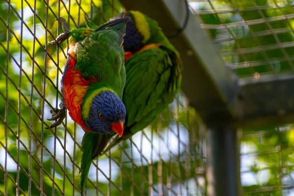 Selective Focus Shot Colorful Lorikeet Wire Fence — Stock Photo, Image