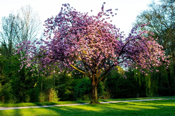 Emden Almanya Bir Parkta Mor Çiçekli Ağaçlar — Stok fotoğraf