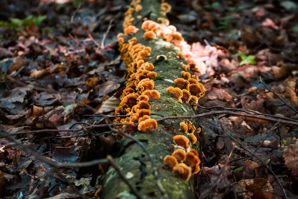 Egy Közeli Kép Egy Fatörzsről Amit Gombák Borítanak Erdőben — Stock Fotó