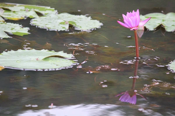 Gros Plan Fleur Lotus Rose Dans Eau — Photo