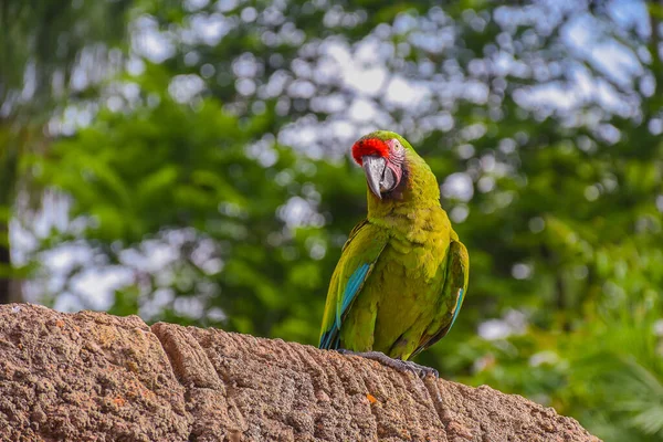 Großaufnahme Eines Grünen Papageis Der Auf Einem Stein Sonnenlicht Hockt — Stockfoto