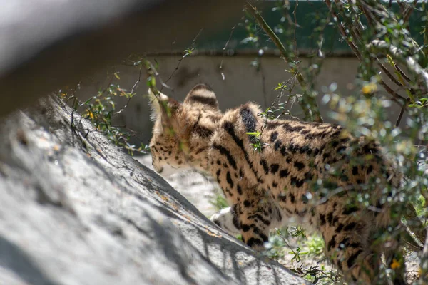 Egy Kis Aranyos Serval Macska Közelsége Állatkertben Nappal — Stock Fotó