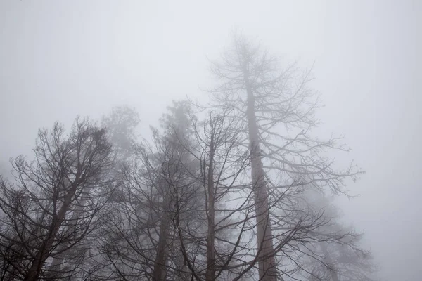 Low Angle Shot Leafless Dry Trees Foggy Forest — Stock Photo, Image
