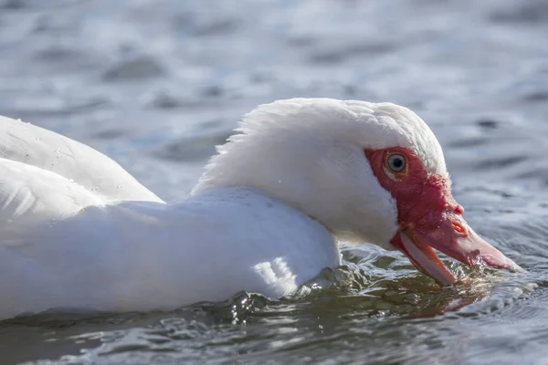 Closeup Shot White Duck Pond — Stock Photo, Image