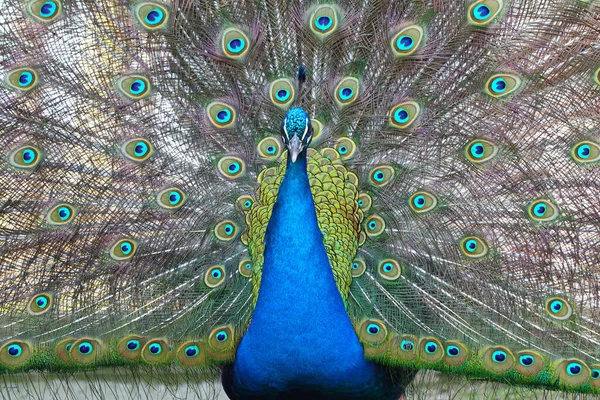 Close Pavão Azul Com Penas Coloridas Sua Cauda — Fotografia de Stock