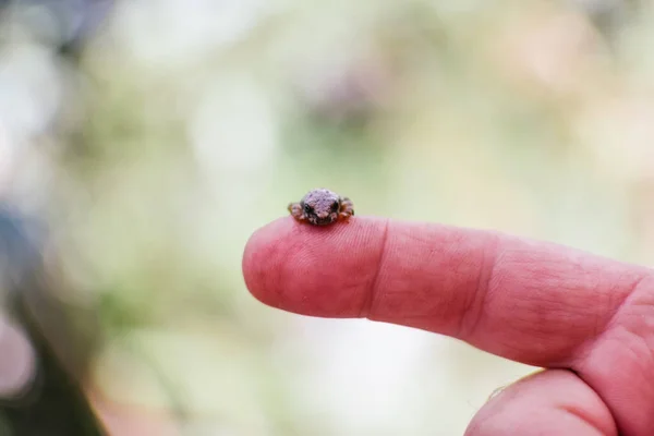 Tiro Perto Uma Joaninha Dedo Uma Pessoa — Fotografia de Stock