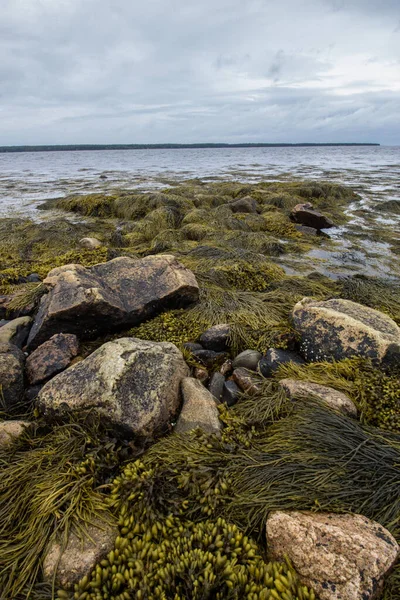 Vertikální Záběr Mořských Řas Kamenů Ponurý Den Pláži — Stock fotografie