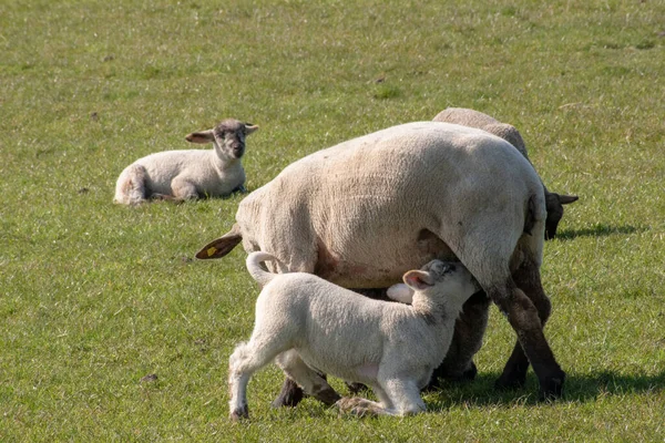 Koyunlardan Süt Içen Küçük Şirin Kuzuların Güzel Bir Fotoğrafı — Stok fotoğraf