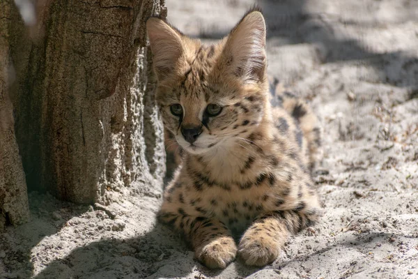 Primer Plano Pequeño Gato Serval Lindo Zoológico Durante Día — Foto de Stock