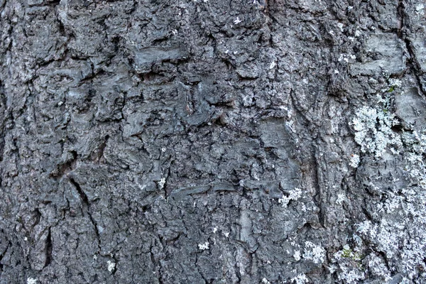 野樱桃树或山核桃树皮的详细特写 — 图库照片