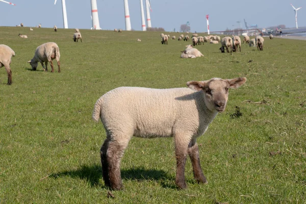 Gli Agnelli Pascolo Campo Verde — Foto Stock