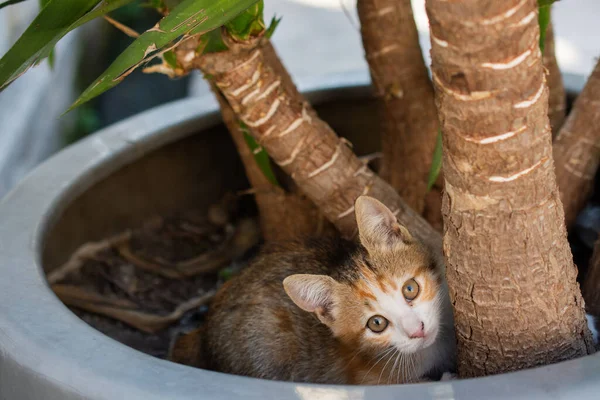 植物の植木鉢の子猫のクローズアップショット — ストック写真