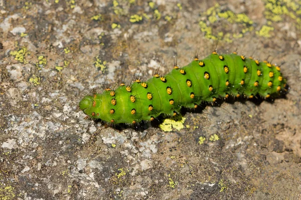 Bovenaanzicht Van Een Saturnia Pavonia Rups Grond Onder Het Zonlicht — Stockfoto