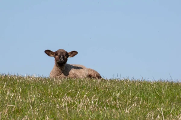 Ein Kleines Süßes Lamm Liegt Auf Einer Weide Unter Blauem — Stockfoto