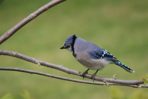 Bir Ağaç Dalına Tünemiş Mavi Jay Kuşunun Yakın Çekimi — Stok fotoğraf