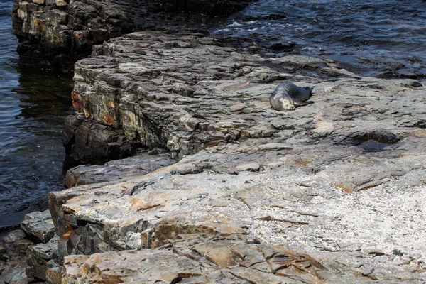 Young Harbor Seal Rocky Shore Bar Harbor Maine Usa — Stock Photo, Image