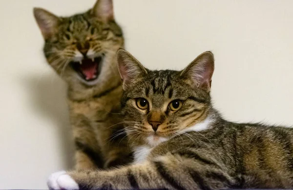 Tiro Seletivo Foco Dois Gatos Domésticos Que Estabelecem Por Uma — Fotografia de Stock