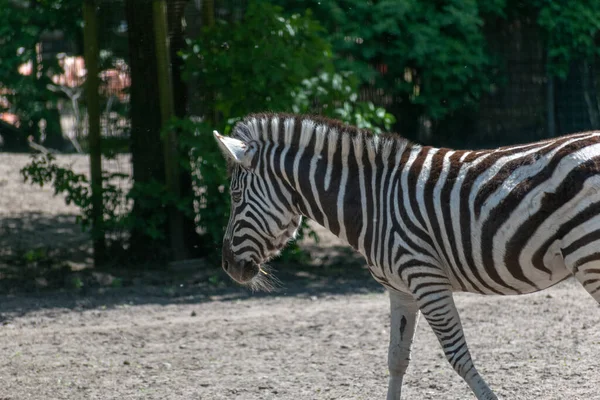 Ein Selektiver Fokusschuss Eines Zebras Auf Sandigem Boden — Stockfoto