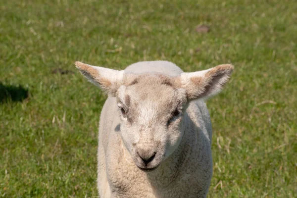 緑の野に可愛い子羊の肖像画 — ストック写真