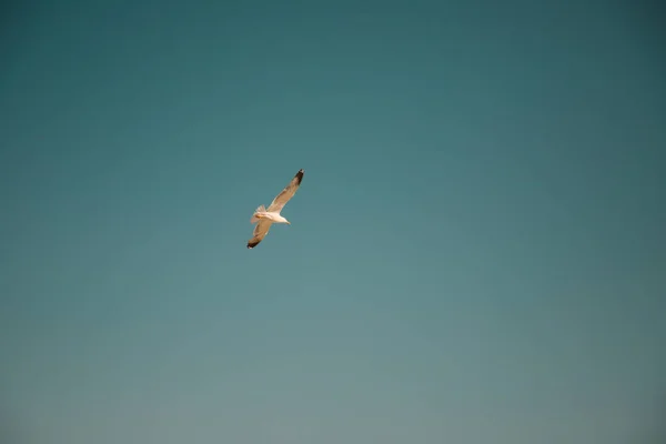 Meeuw Vliegend Blauwe Lucht — Stockfoto