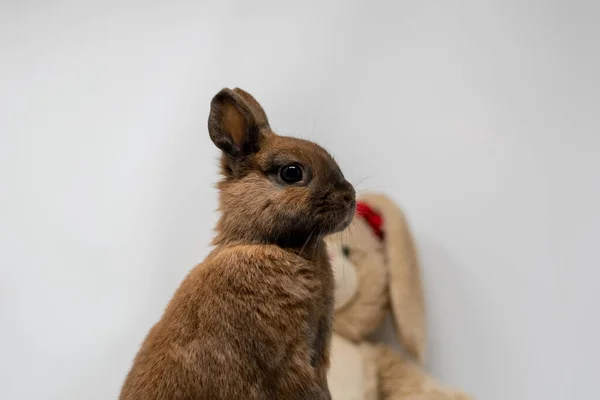 Closeup Shot Dwarf Rabbit Toy Bear — Stock Photo, Image