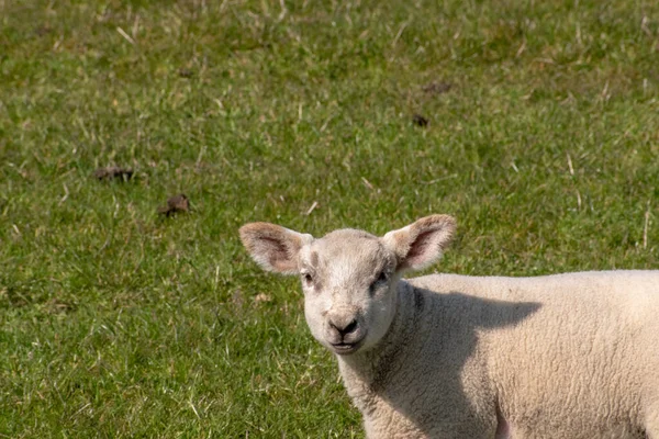 Agnello Carino Nel Campo Verde Una Giornata Sole — Foto Stock