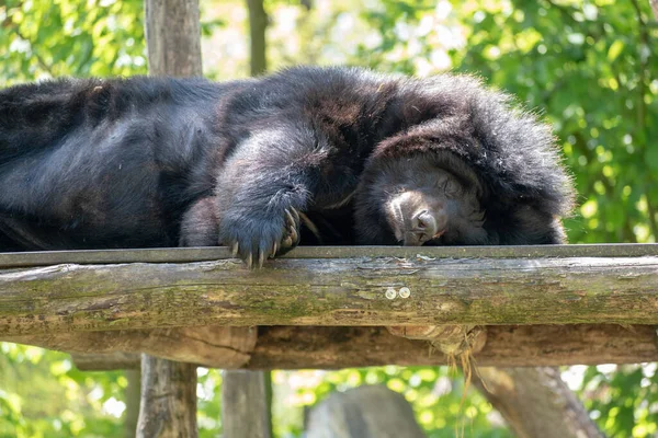 Tiro Perto Urso Colarinho Dormindo Uma Plataforma Madeira — Fotografia de Stock