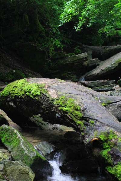 Eine Atemberaubende Vertikale Aufnahme Der Bäume Und Flüsse Einem Wald — Stockfoto
