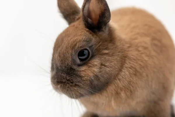 Крупный План Милого Коричневого Кролика — стоковое фото