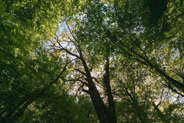 Een Lage Hoek Opname Van Takken Van Groene Bomen Een — Stockfoto