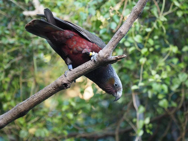 Tiro Close Papagaio Empoleirado Ramo Árvore — Fotografia de Stock