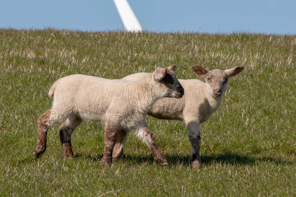 Två Söta Små Lampor Ett Betesland — Stockfoto