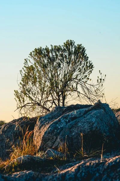 Drzewo Rosnące Między Skałami Pod Chmurnym Niebem — Zdjęcie stockowe