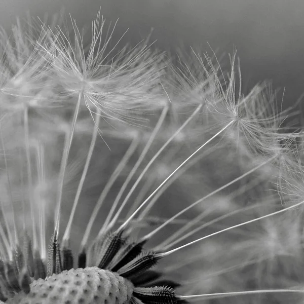 Greyscale Closeup Shot Dandelion Flower — Stock Photo, Image