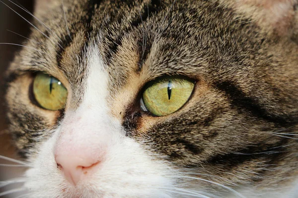 一只长着大大的绿色眼睛的可爱的家猫的肖像 — 图库照片