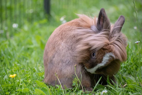 かわいいウサギの選択的なフォーカスショット — ストック写真