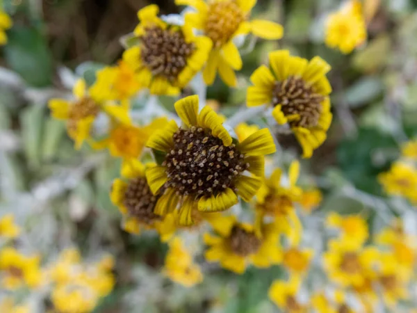 Een Dichtbij Shot Van Gele Helianthus Ciliaris Bloemen Een Tuin — Stockfoto