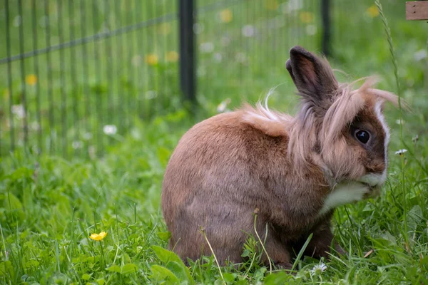 Selective Focus Shot Cute Little Bunny — Stock Photo, Image