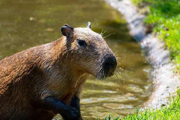 Close Uma Capivara Lado Uma Lagoa Zoológico Durante Dia — Fotografia de Stock