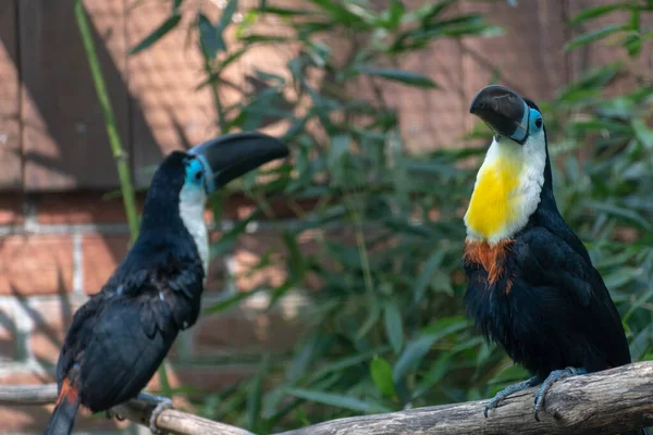 Gros Plan Deux Toucans Colorés Dans Zoo Pendant Journée — Photo