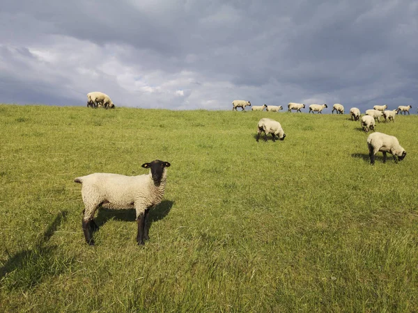 Gros Plan Groupe Moutons Sur Digue Près Écluse Varel — Photo