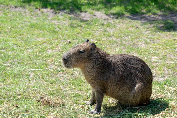 Egy Barna Capybara Zöld Füvön — Stock Fotó