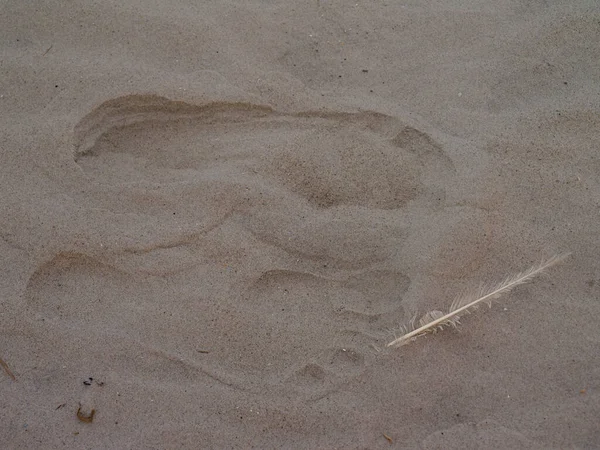 Passi Nella Sabbia Con Una Piuma Gabbiano Vicino Loro — Foto Stock