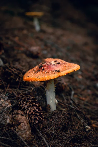 Eine Vertikale Aufnahme Eines Wilden Pilzes Wald — Stockfoto