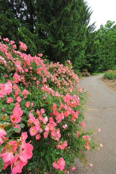 Plano Vertical Rosas Rosadas Florecientes Campo — Foto de Stock