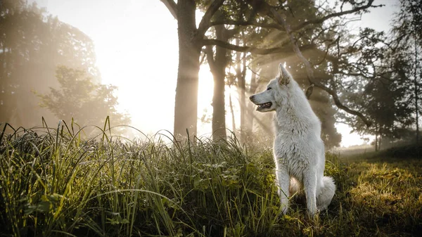 Una Bella Foto Cane Bianco Seduto Parco Una Giornata Sole — Foto Stock