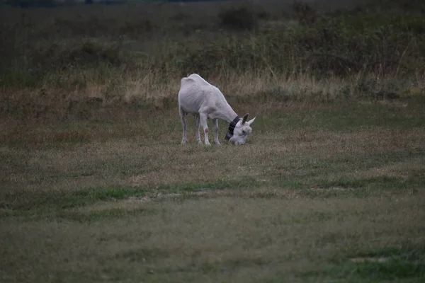 Una Cabra Con Collar Pastando Valle — Foto de Stock
