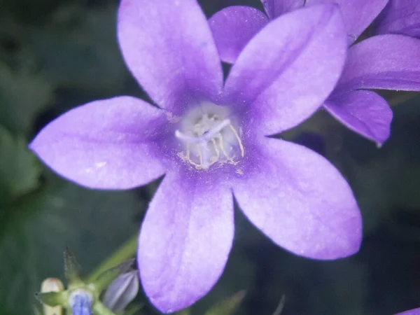 Primo Piano Una Bella Campanula Viola Giardino — Foto Stock